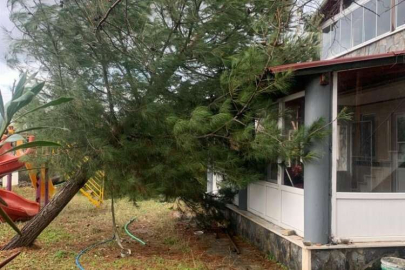 Edirne Keşan'da fırtına hasarı! Ağaç evin üzerine devrildi!
