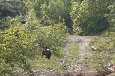 Düzce Kaynaşlı’da piknik yapanların sürpriz misafiri!