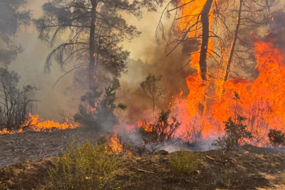 OGM'den kritik uyarı! Sıcaklık arttı 6 ilde ormanlara giriş yasaklandı!