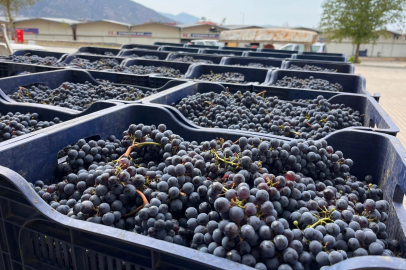 Muğla Büyükşehir'den bağcılığa modern dokunuş