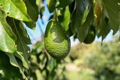 Mersin’de 22 binden fazla avokado fidanı üreticiyle buluştu