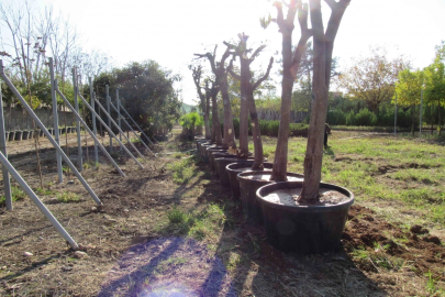 Adana'da kavşak çalışmalarında ağaçlara hassas dokunuş