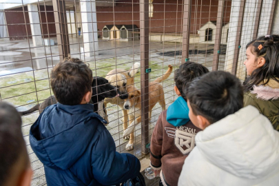 İzmir Büyükşehir’den sokak hayvanlarına kapsamlı destek
