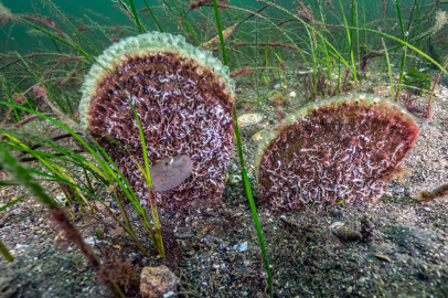 Marmara’dan umut veren keşif! Eskihisar Kalesi dibinde pina popülasyonu