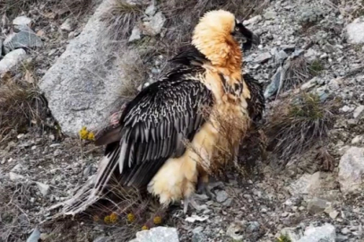 Artvin'de 'Sakallı Akbaba' yeniden doğaya salındı