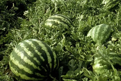 Tarım ÜFE’de yıllık artış yüzde 36,09’a ulaştı