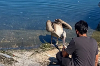 Göç yolunda yorulan pelikan Mudanya’da tedavi altına alındı