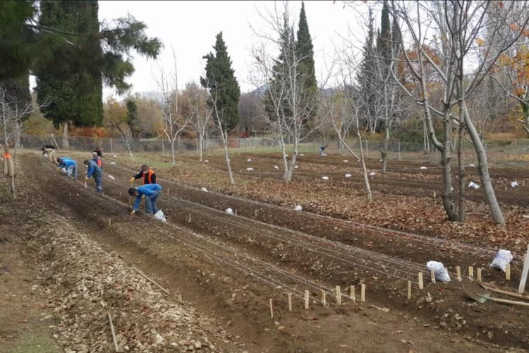 Antalya’da belediyenin ürettiği lale soğanları hasat edildi