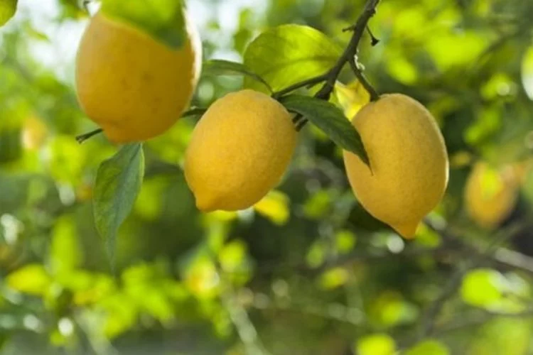 Düşük limon fiyatları üreticileri mağdur etti